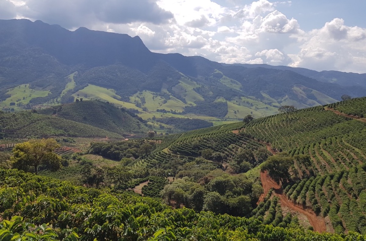 Cafetal en las colinas de Sul de Minas, Brasil