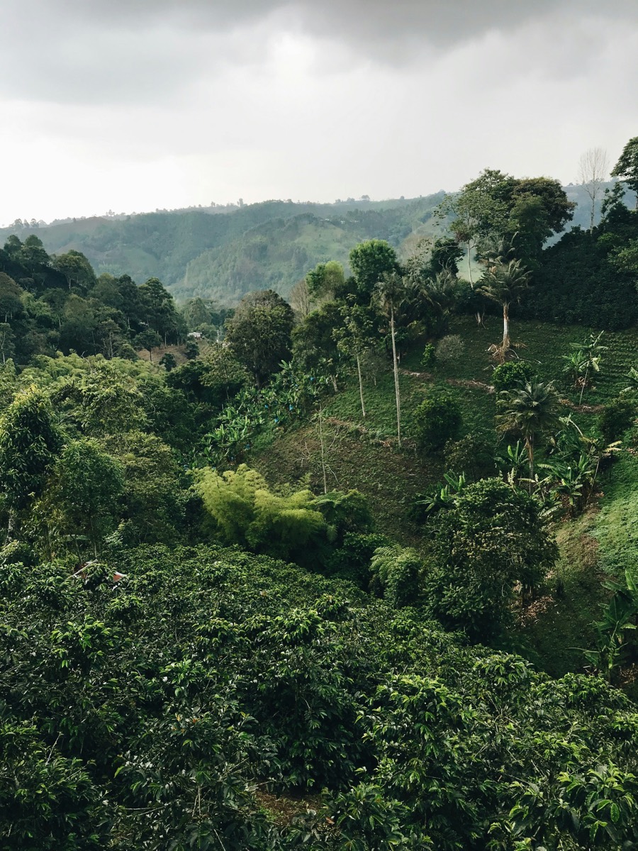 Cafetal en las montañas de Huila, Colombia