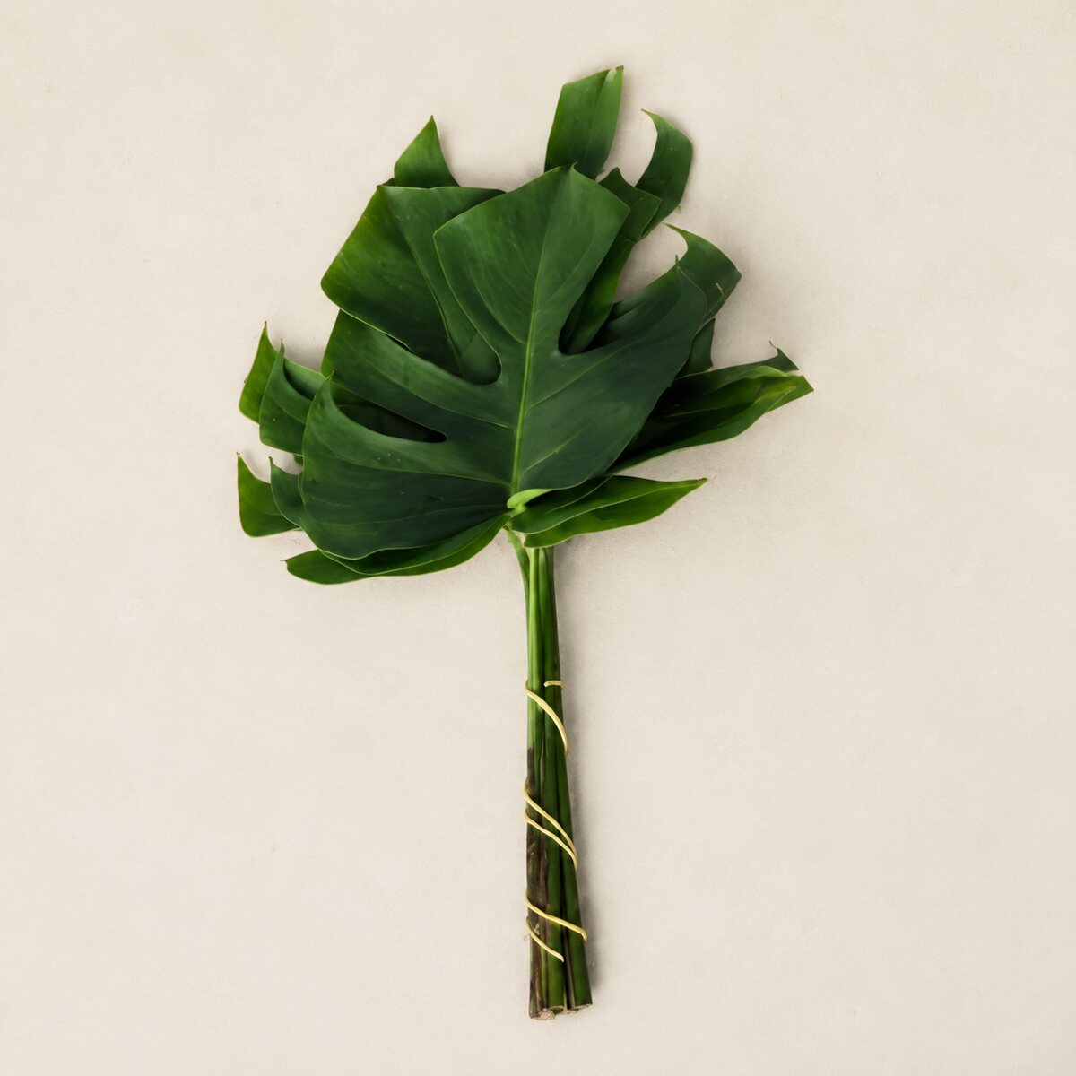 Costela-de-adão