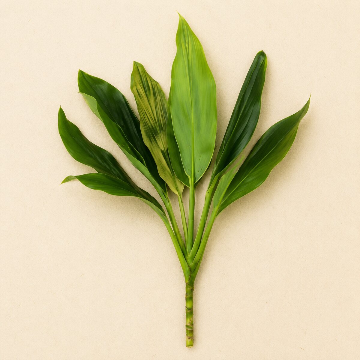 Dracena verde e branca