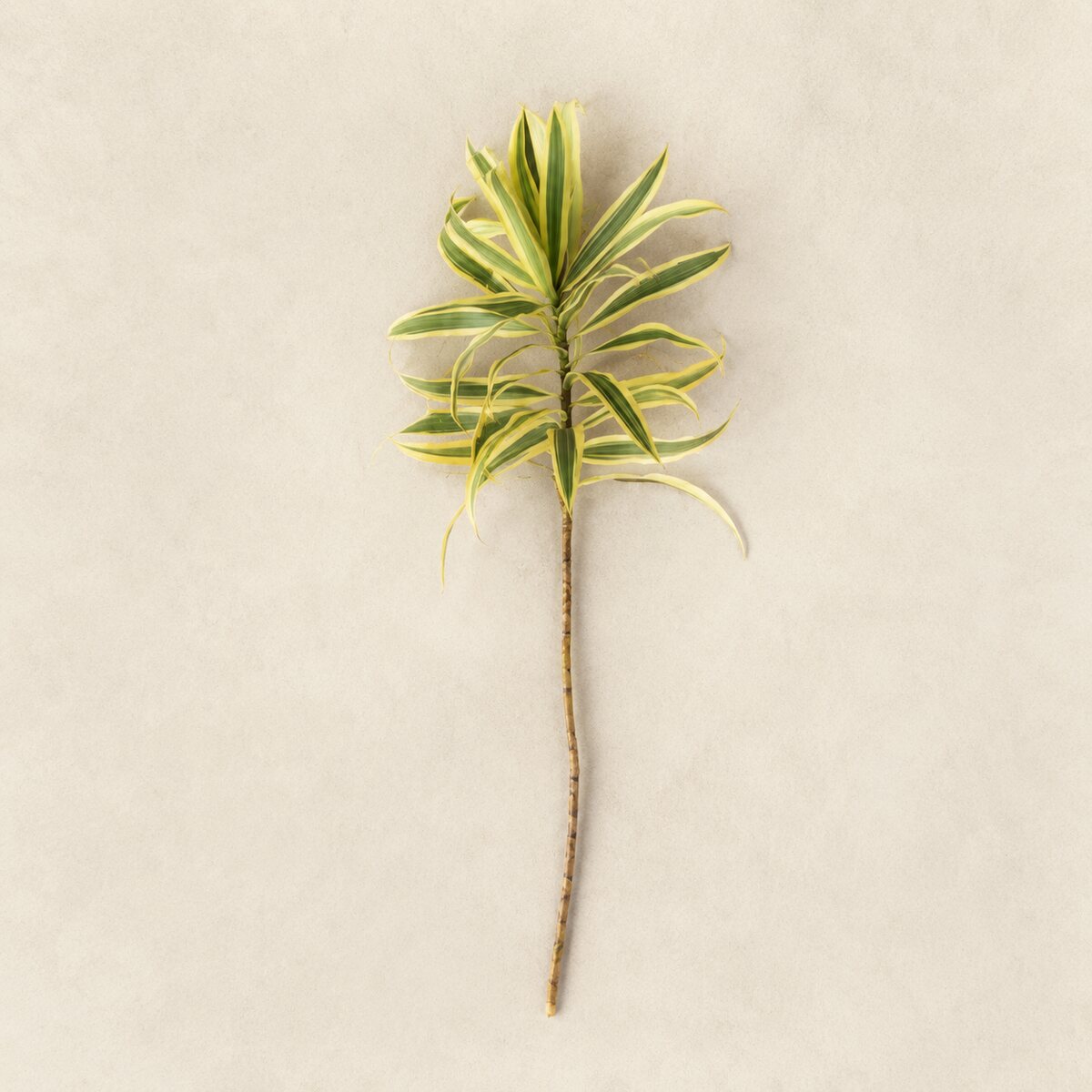 Pleomele variegata