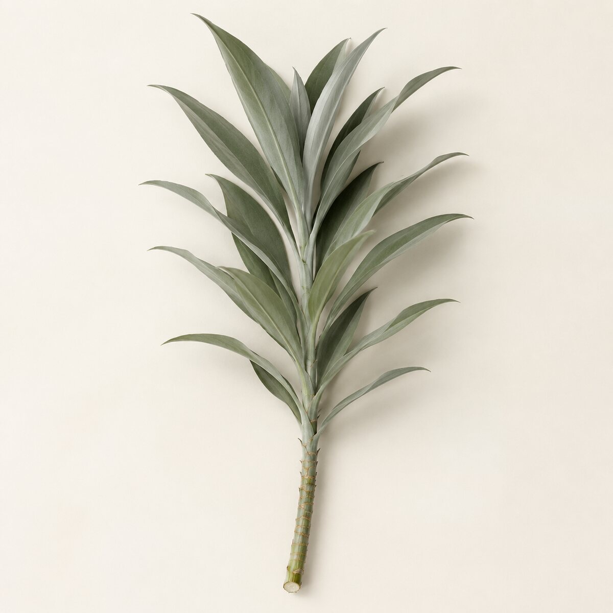Pleomele cinza