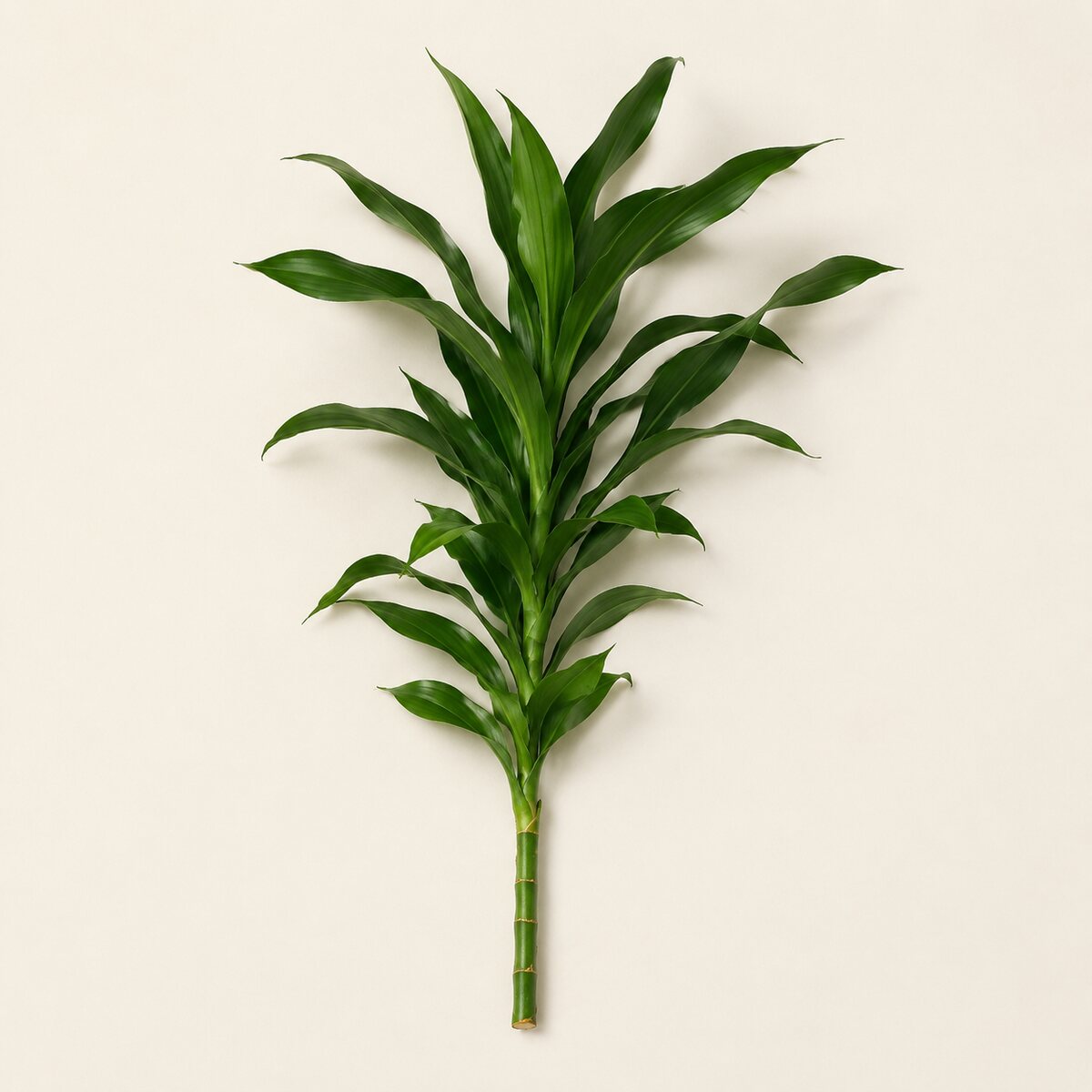 Pleomele verde