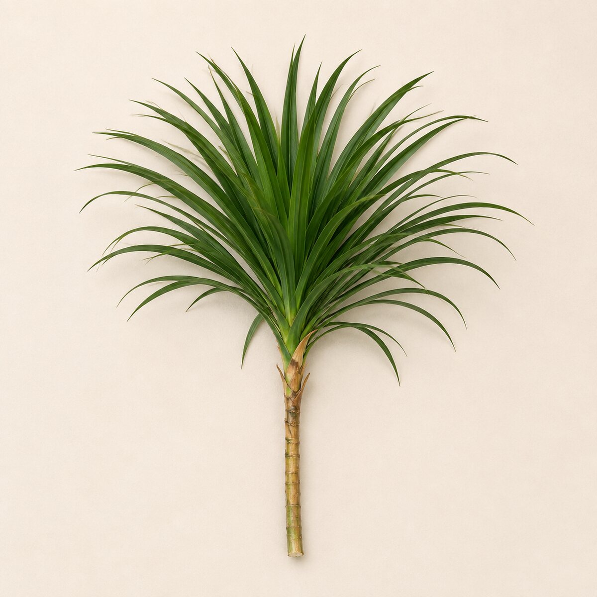 Dracena penacho