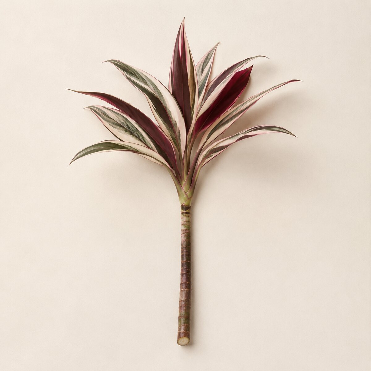 Dracena branco e vinho