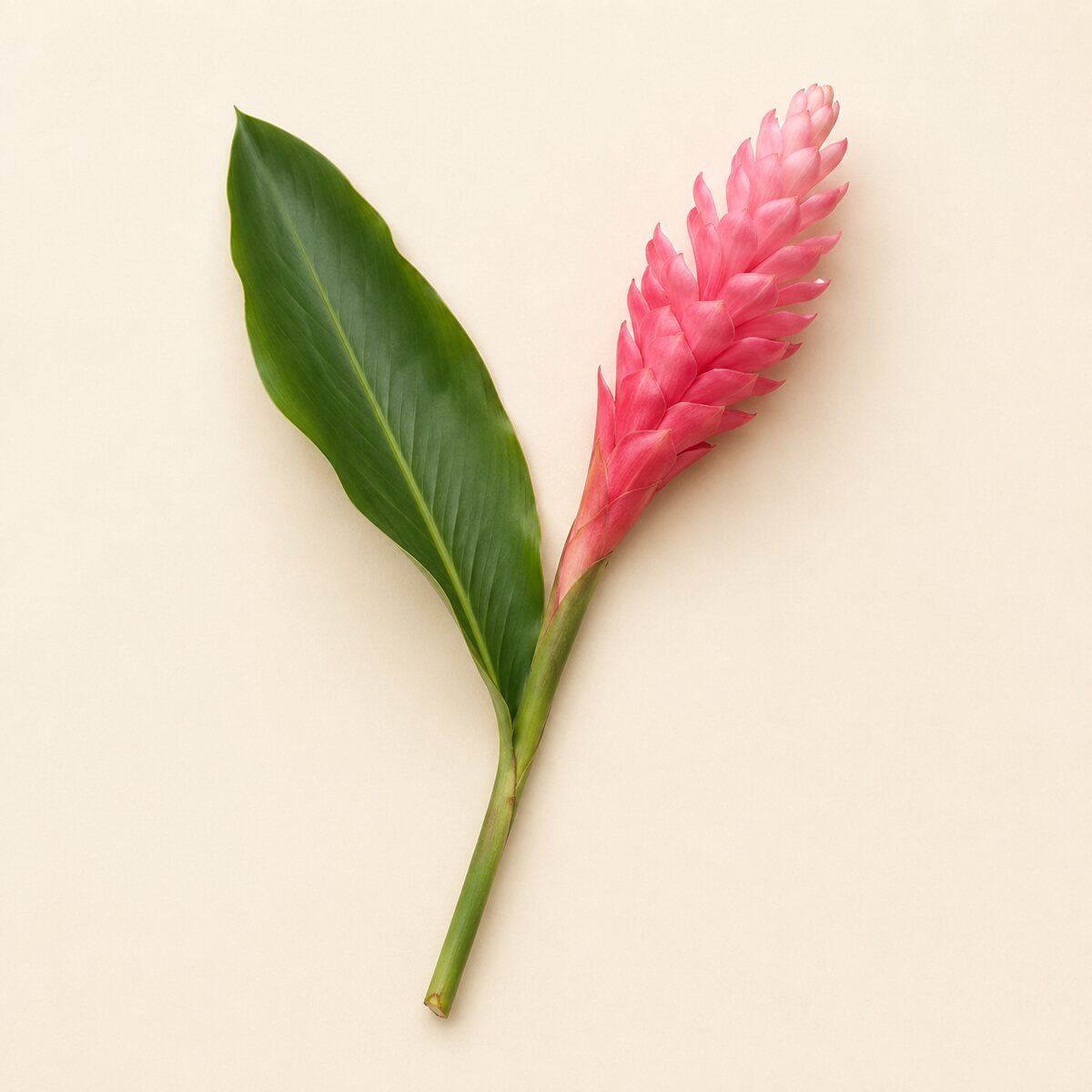 Alpínia rosa