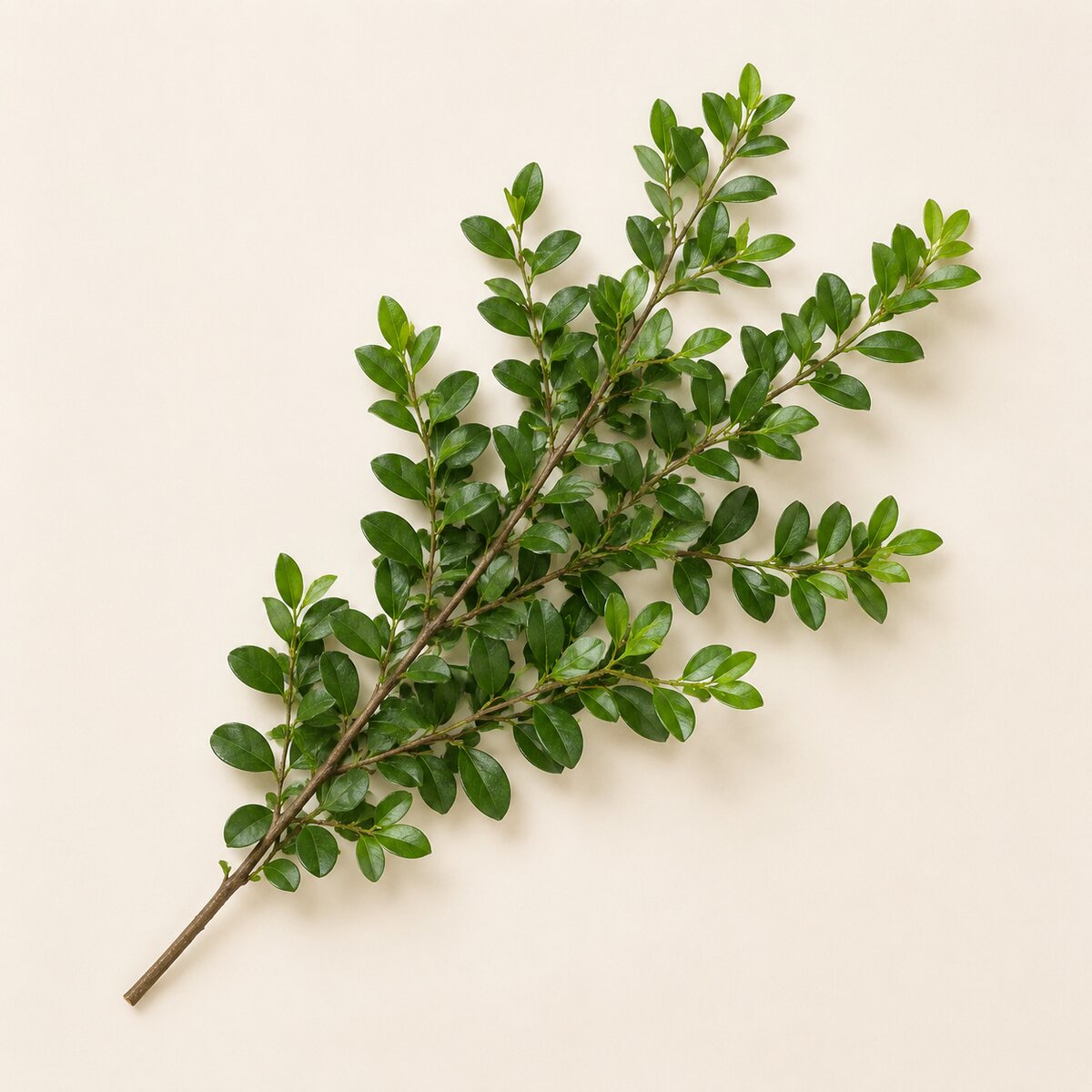 Murta