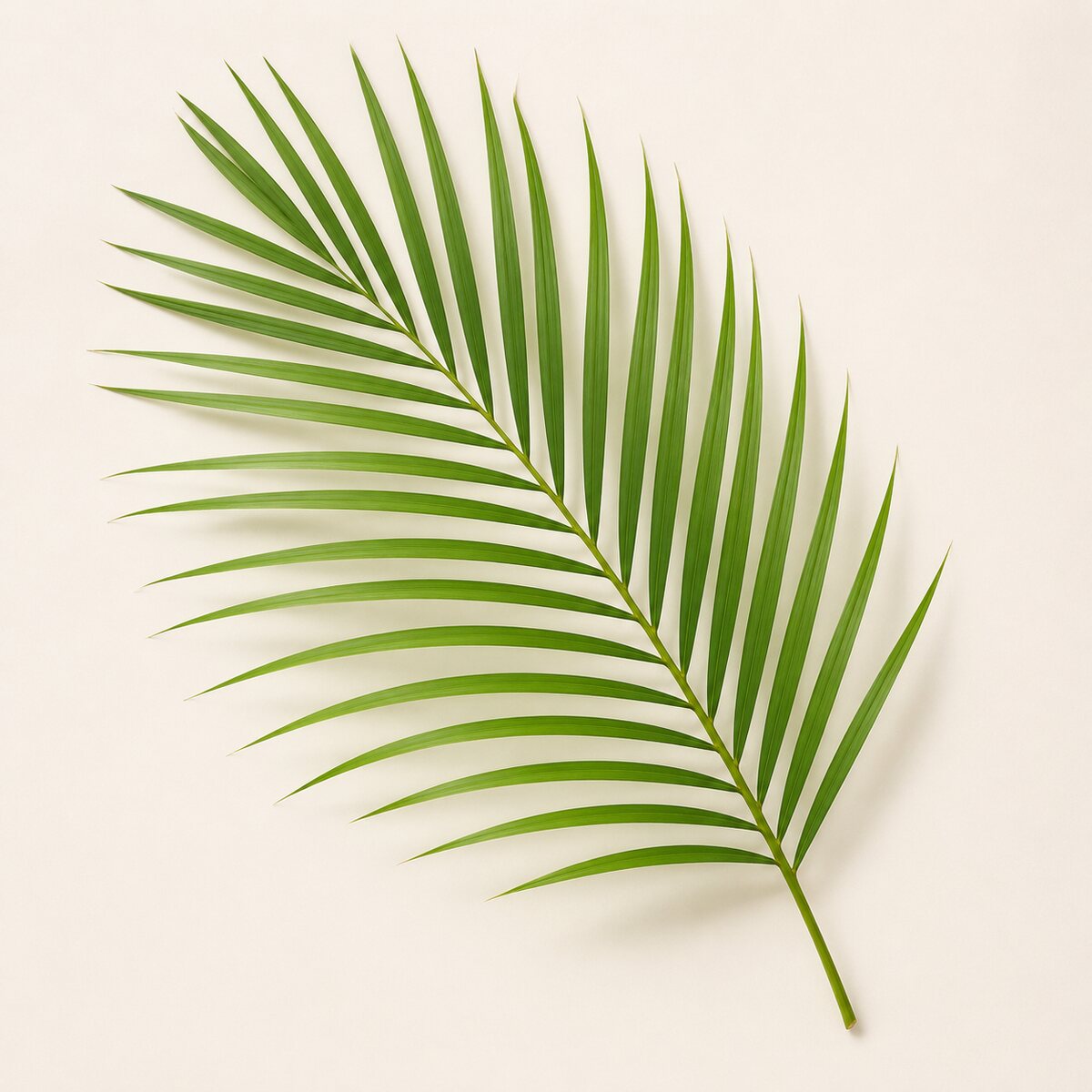 Palmeira areca
