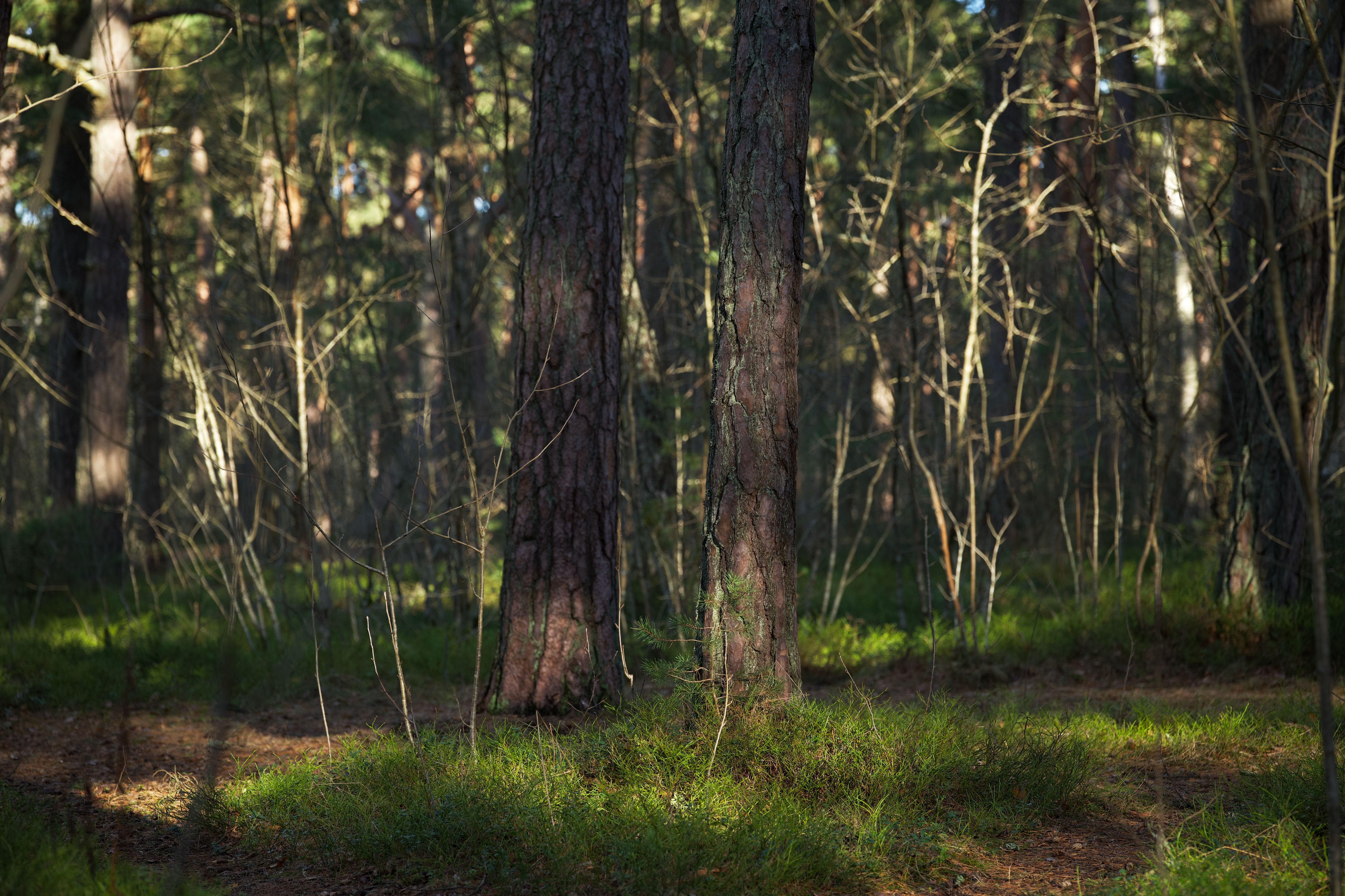 Skog