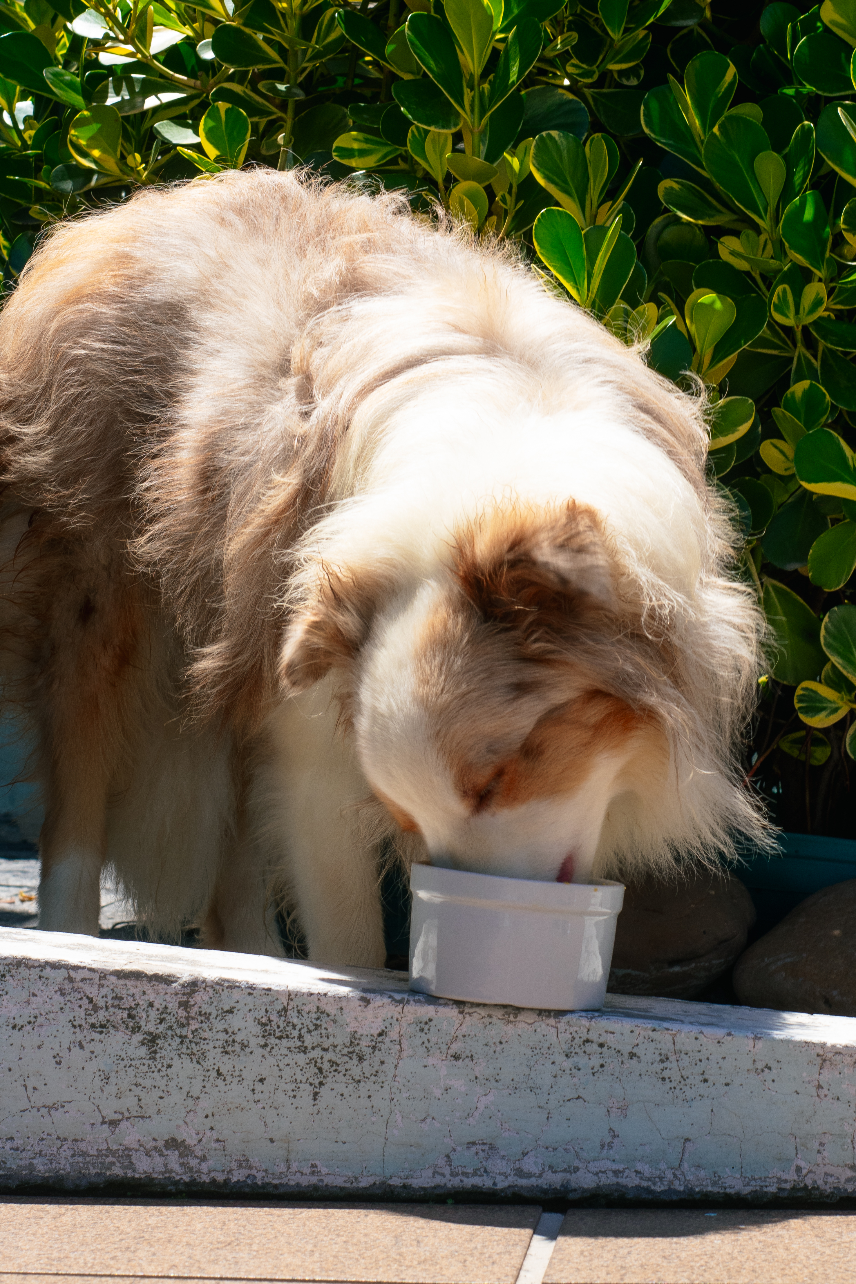 Cachorro comendo AmiCão