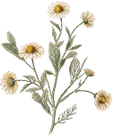 Caléndula