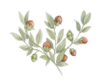 Aceite de Jojoba