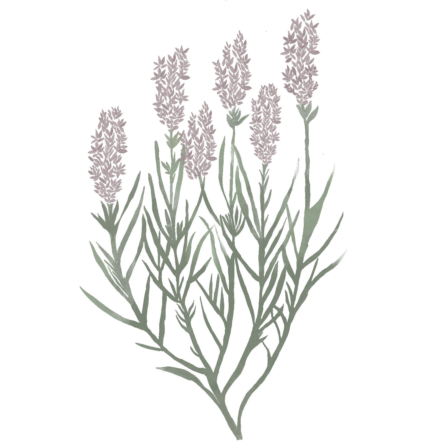 Lavanda