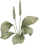 Llantén