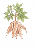 Mandioca
