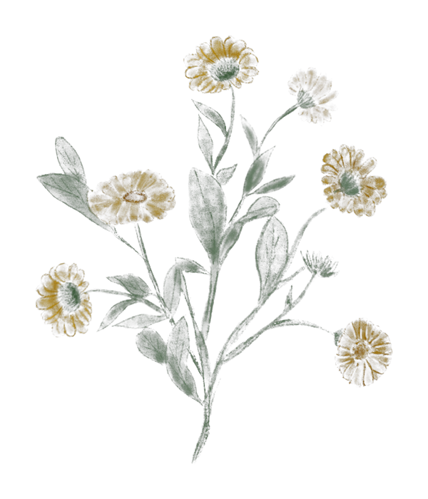Caléndula