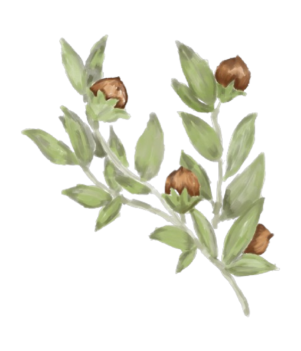Aceite de Jojoba