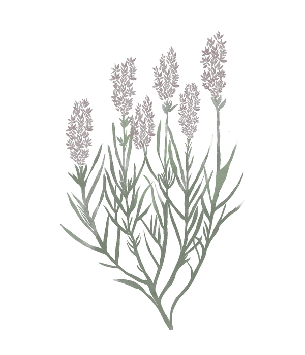 Lavanda