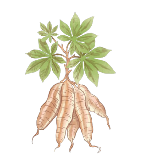Mandioca