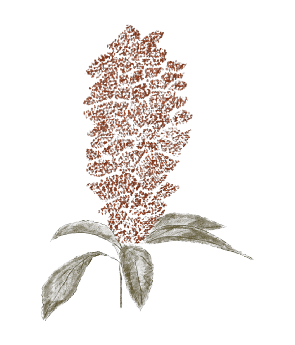 Quínoa