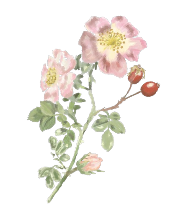 Rosa Mosqueta
