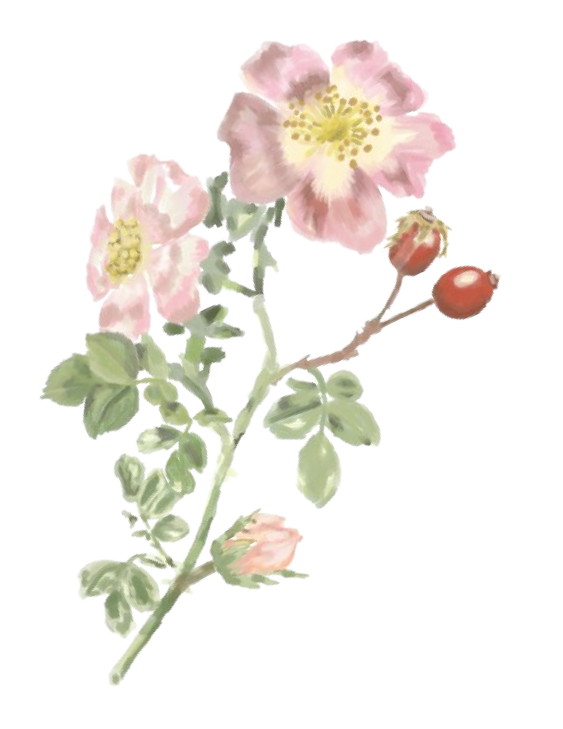 Rosa Mosqueta