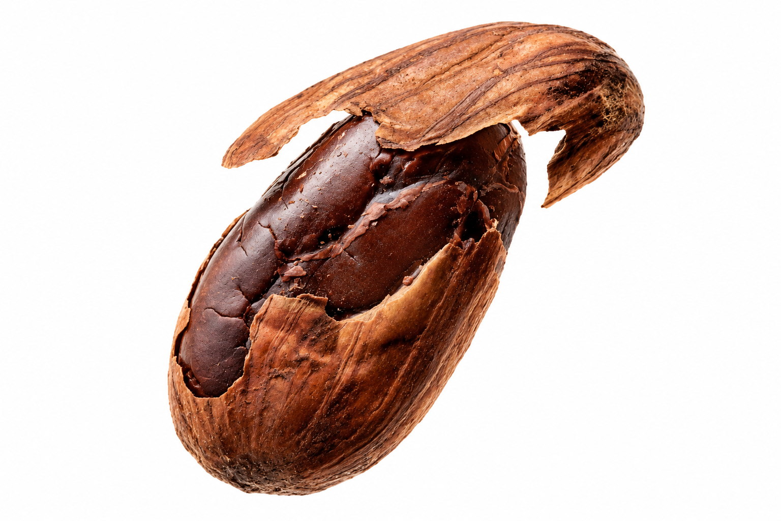 Amêndoa de cacau aberta, matéria-prima do chocolate bean to bar