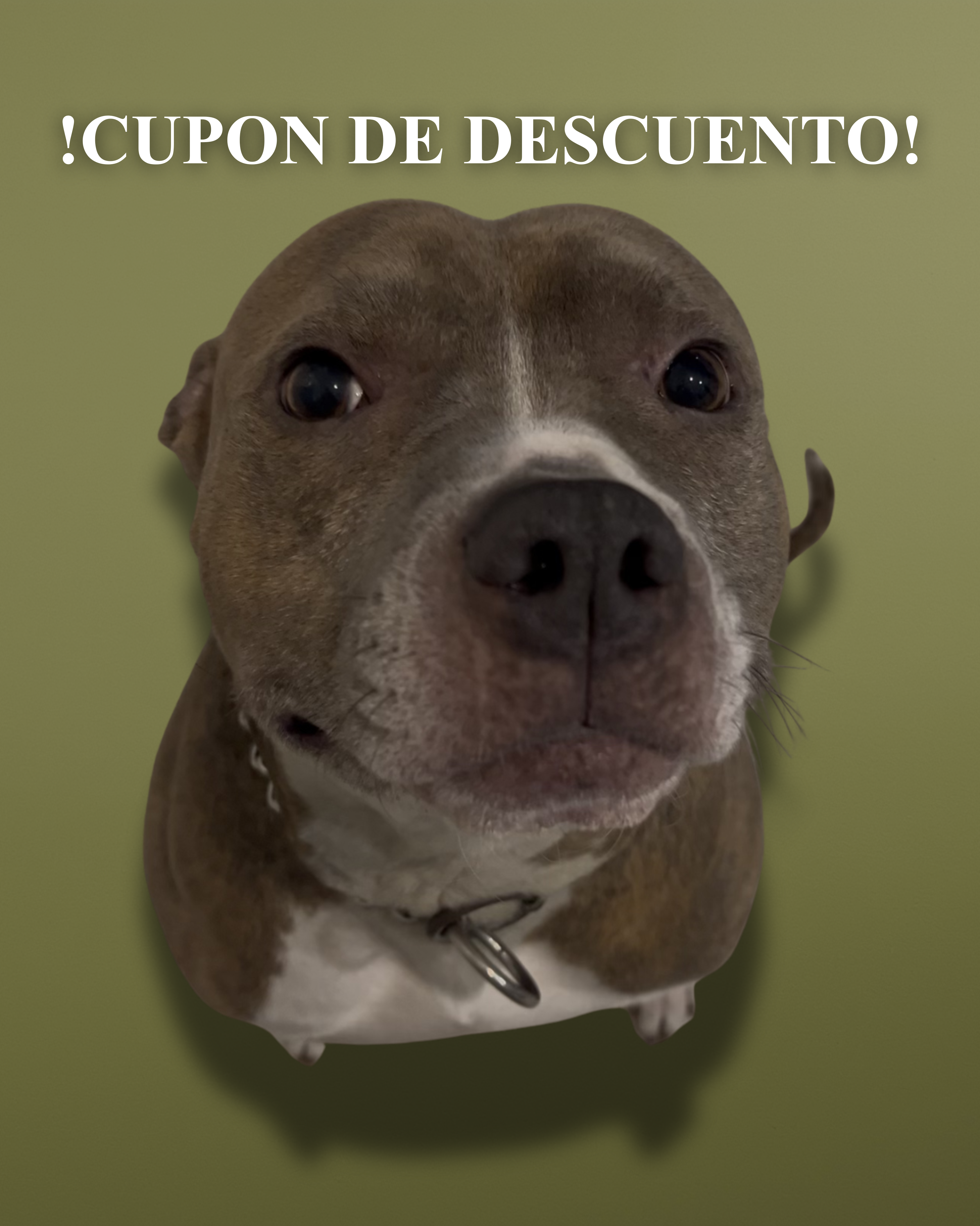 Perro feliz con juguete