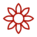 Extrato de algodão