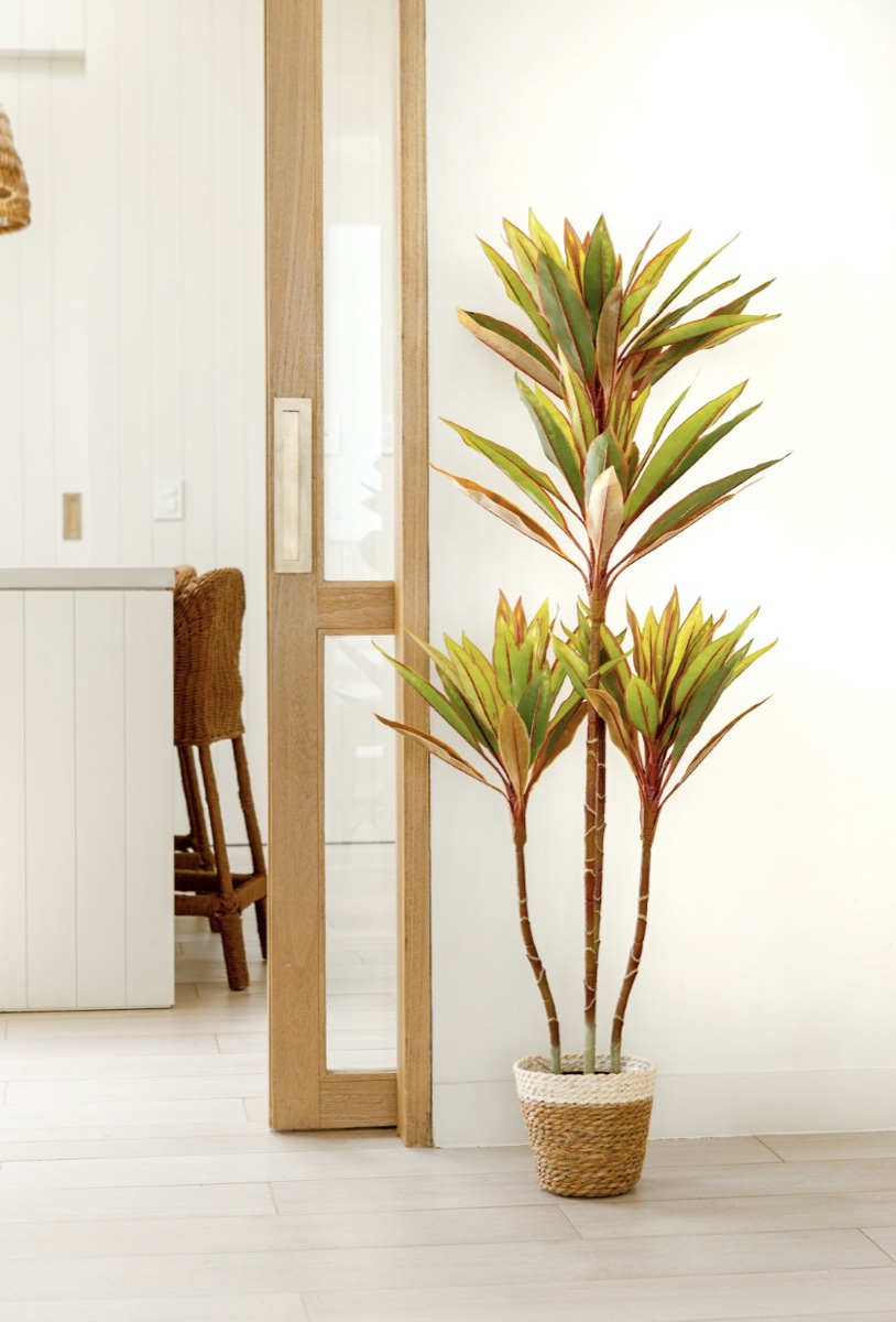 Planta dracaena BRIZA Deco en canasto