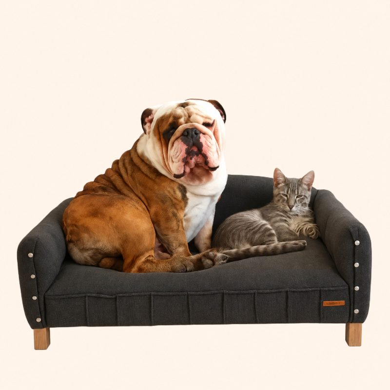 Bulldog y gato compartiendo un sillón Happy Pets