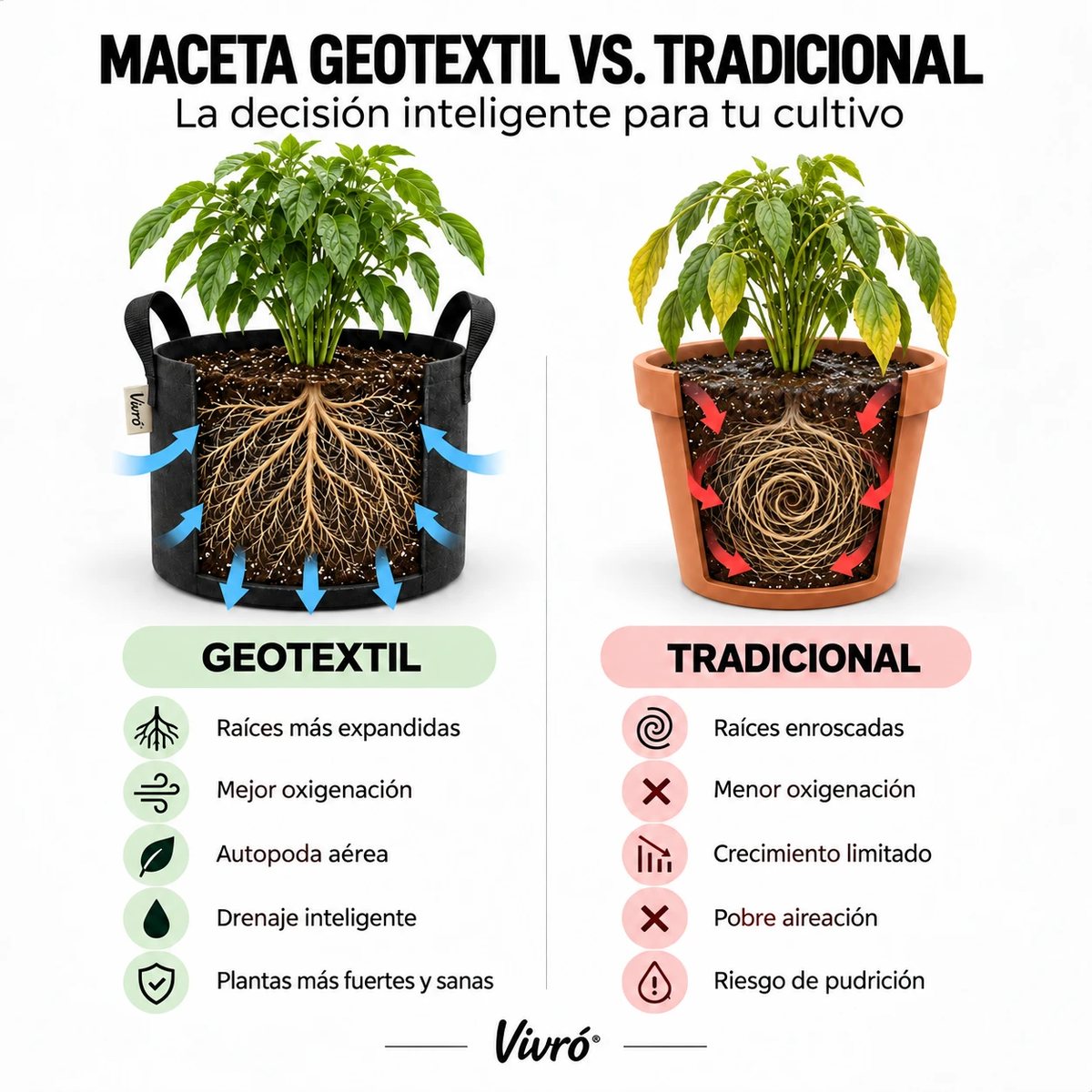 Comparación entre una maceta de geotextil Vivró y una maceta tradicional: raíces expandidas y oxigenadas frente a raíces enroscadas