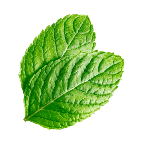Menta Orgánica