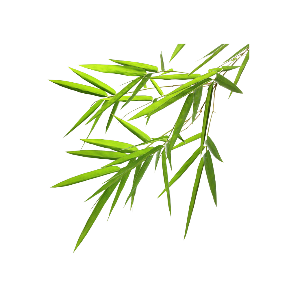 Bamboo