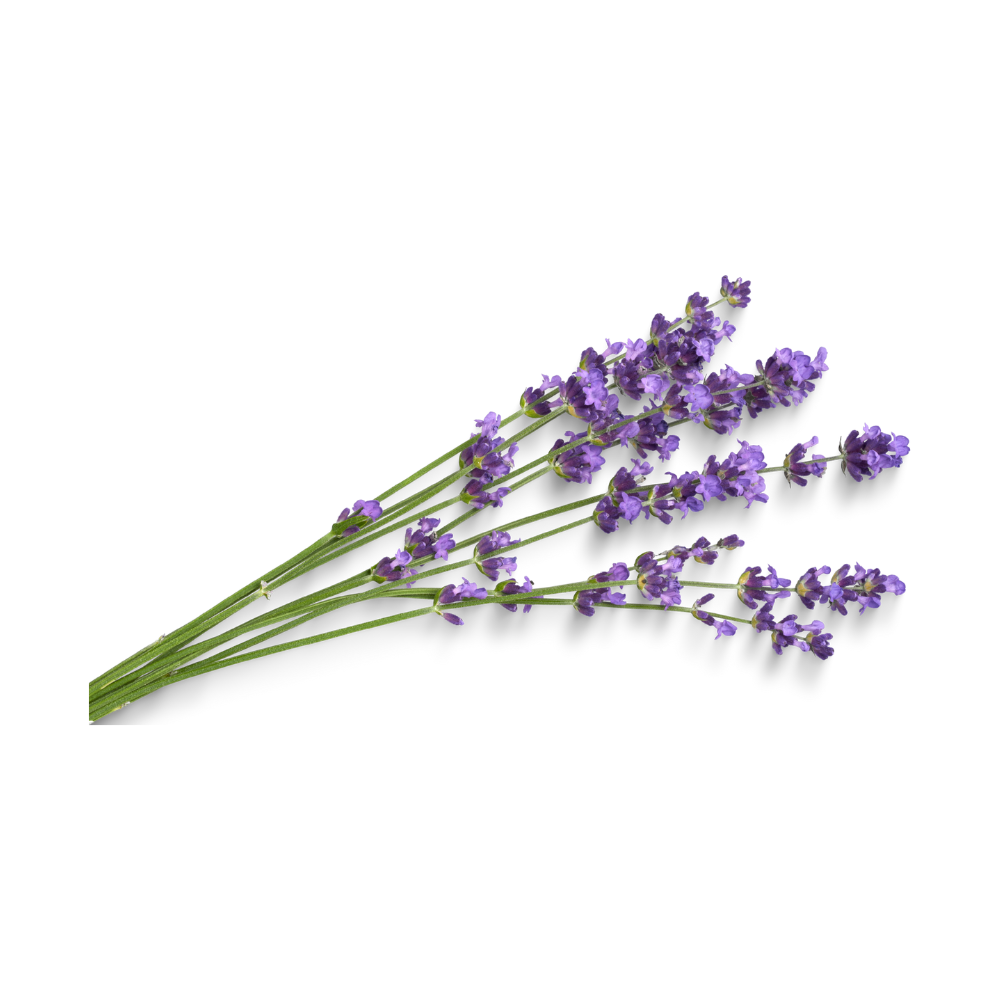 Lavanda