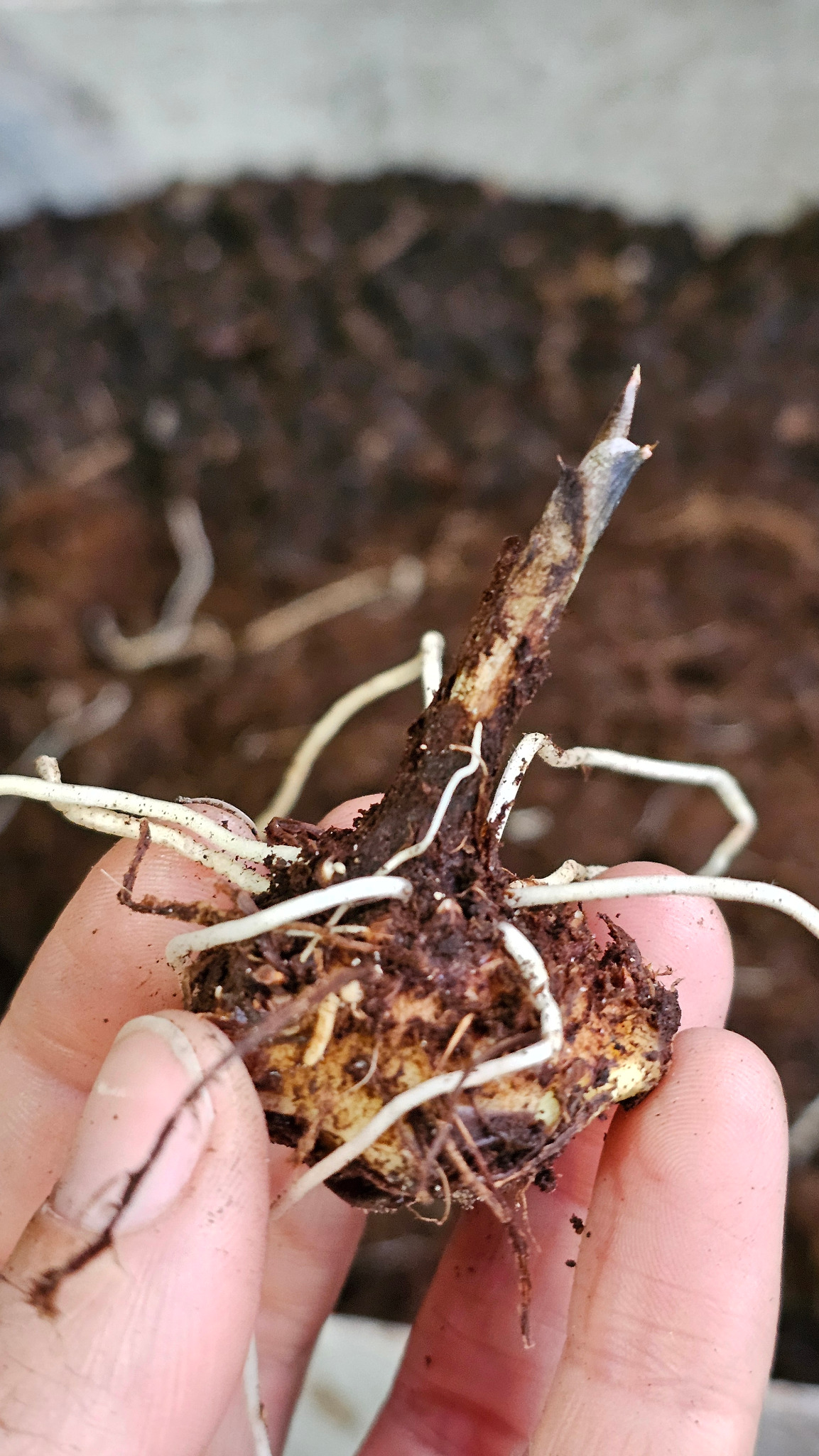Bulbo de Caladium com raízes brancas visíveis, segurado na mão