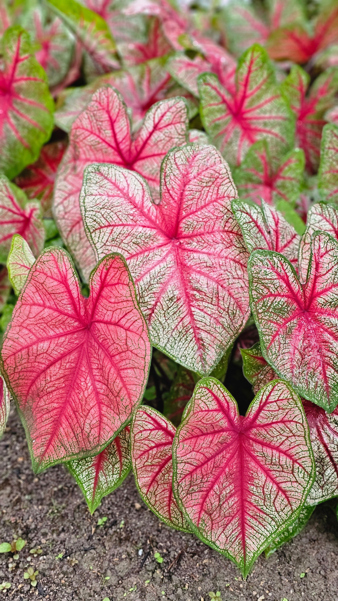 Caladiums do Mudário do Vale, com folhas vibrantes em branco, rosa e verde