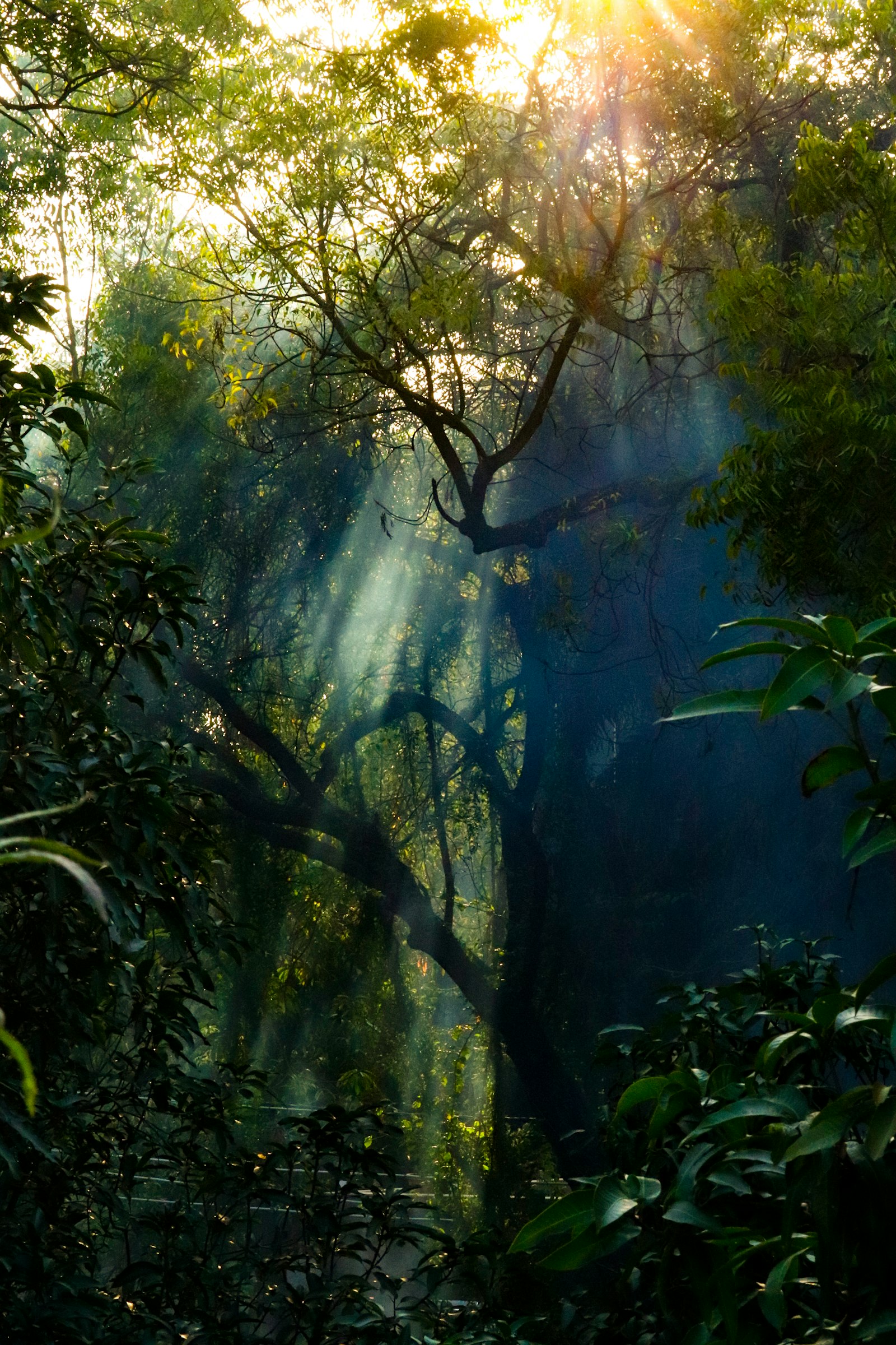 Levamos o melhor da natureza até você