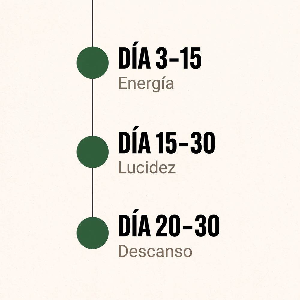 Línea de tiempo: día 3 a 15 energía, día 15 a 30 lucidez, día 20 a 30 descanso
