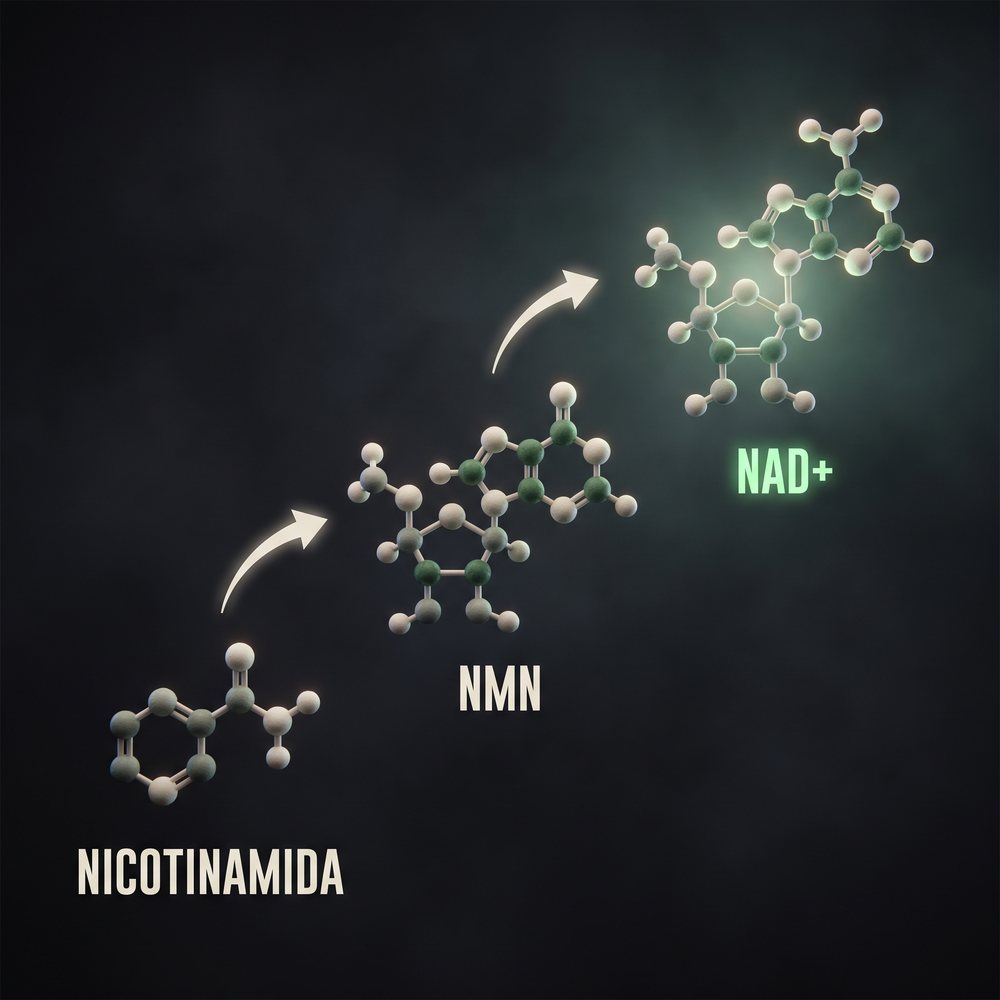 Render 3D: la nicotinamida se convierte en NAD+ en dos pasos