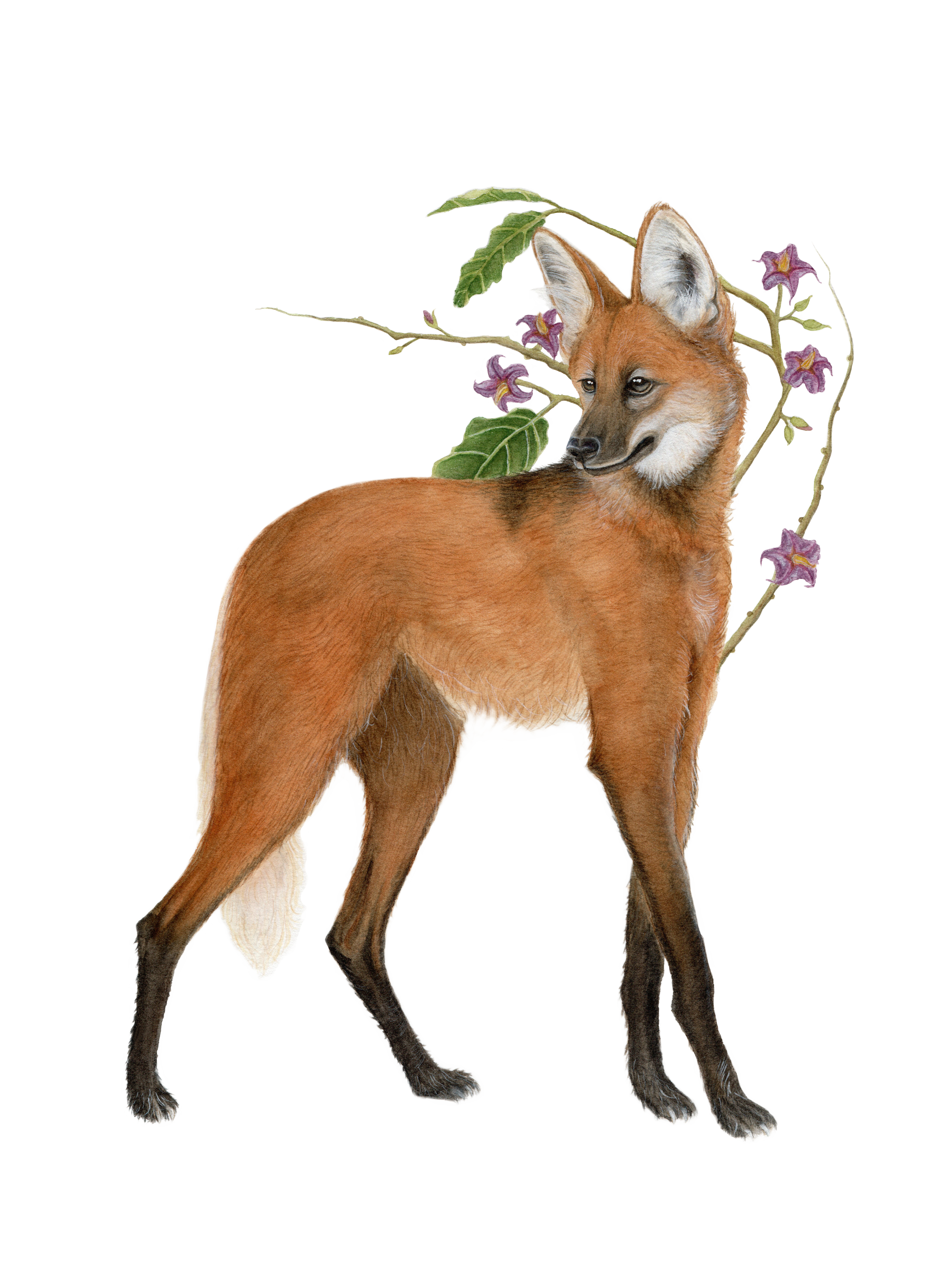 Lobo-guará