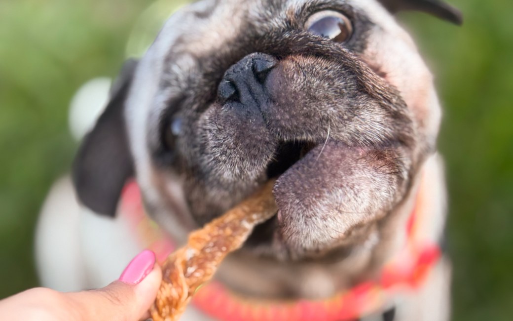 Produtos para cachorro