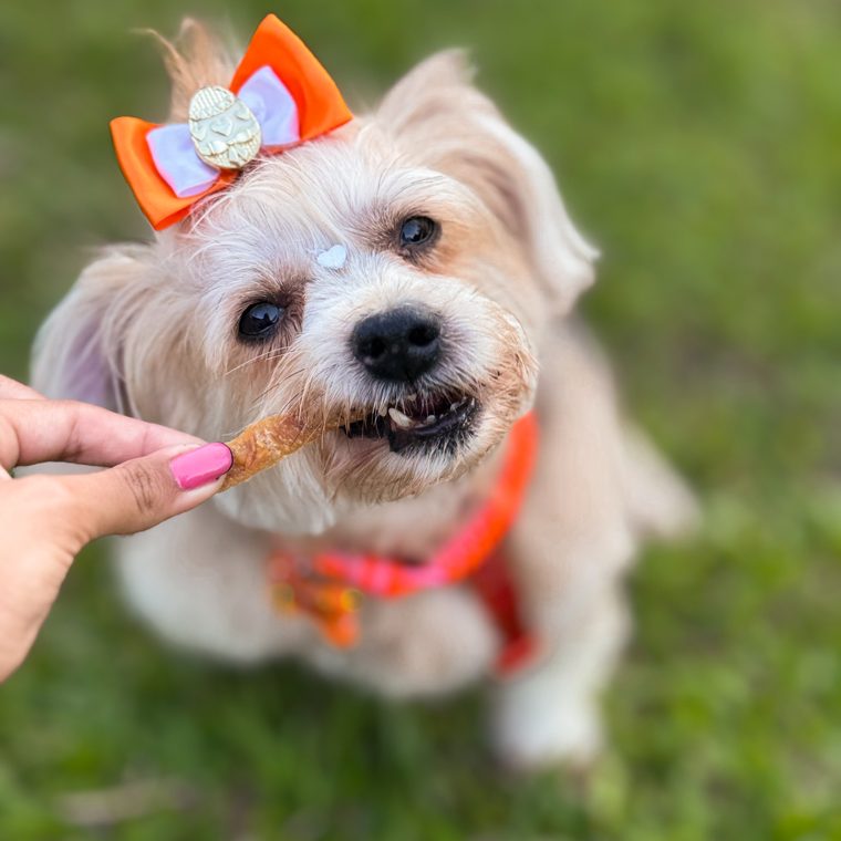 Cão feliz UaiPet