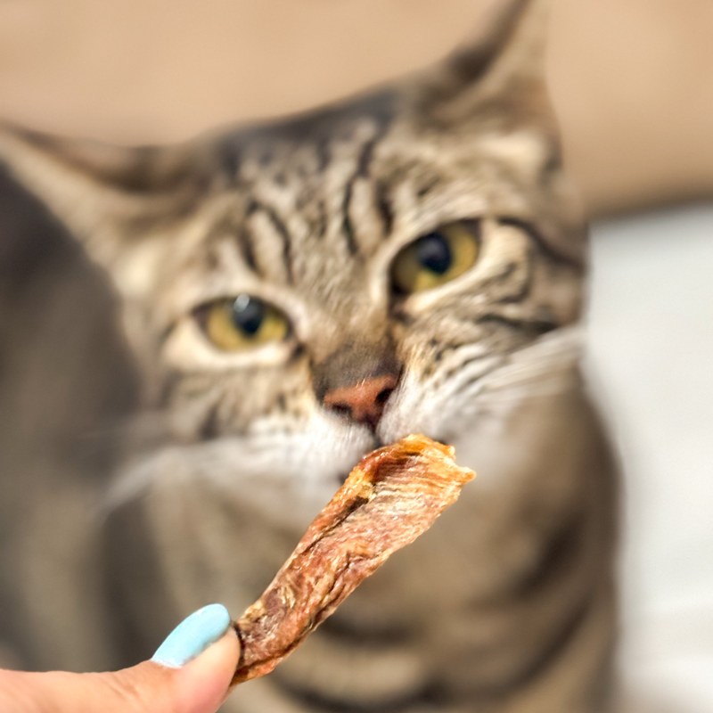 Produtos para gato