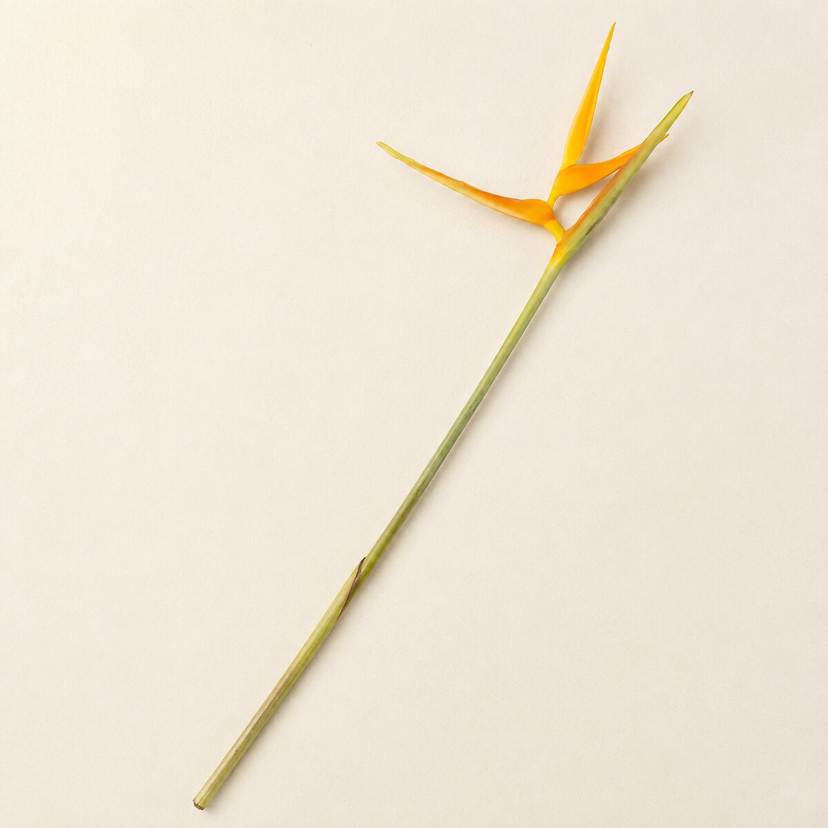 Helicônia latispatha amarela