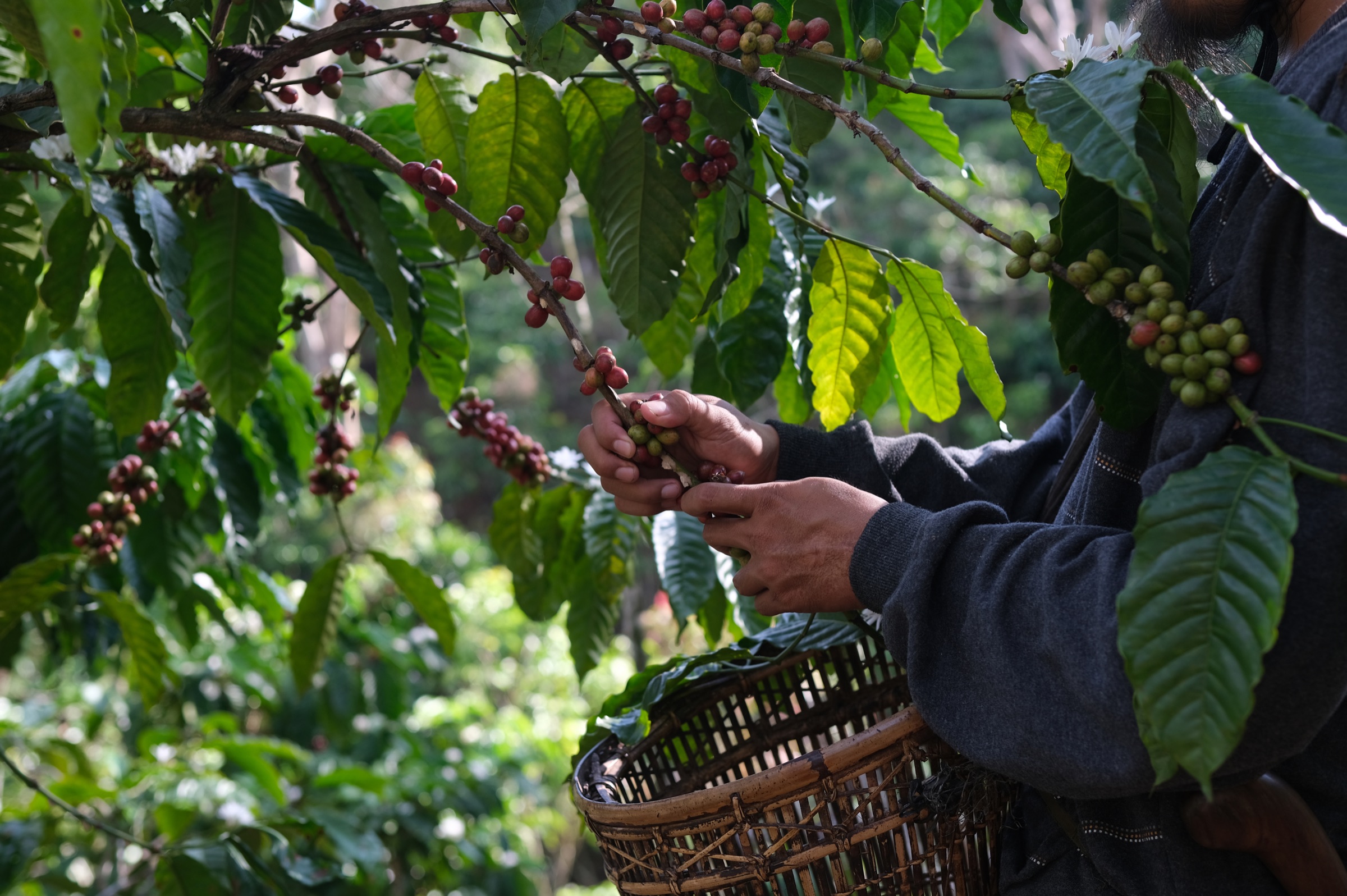 Cosecha de café en una finca