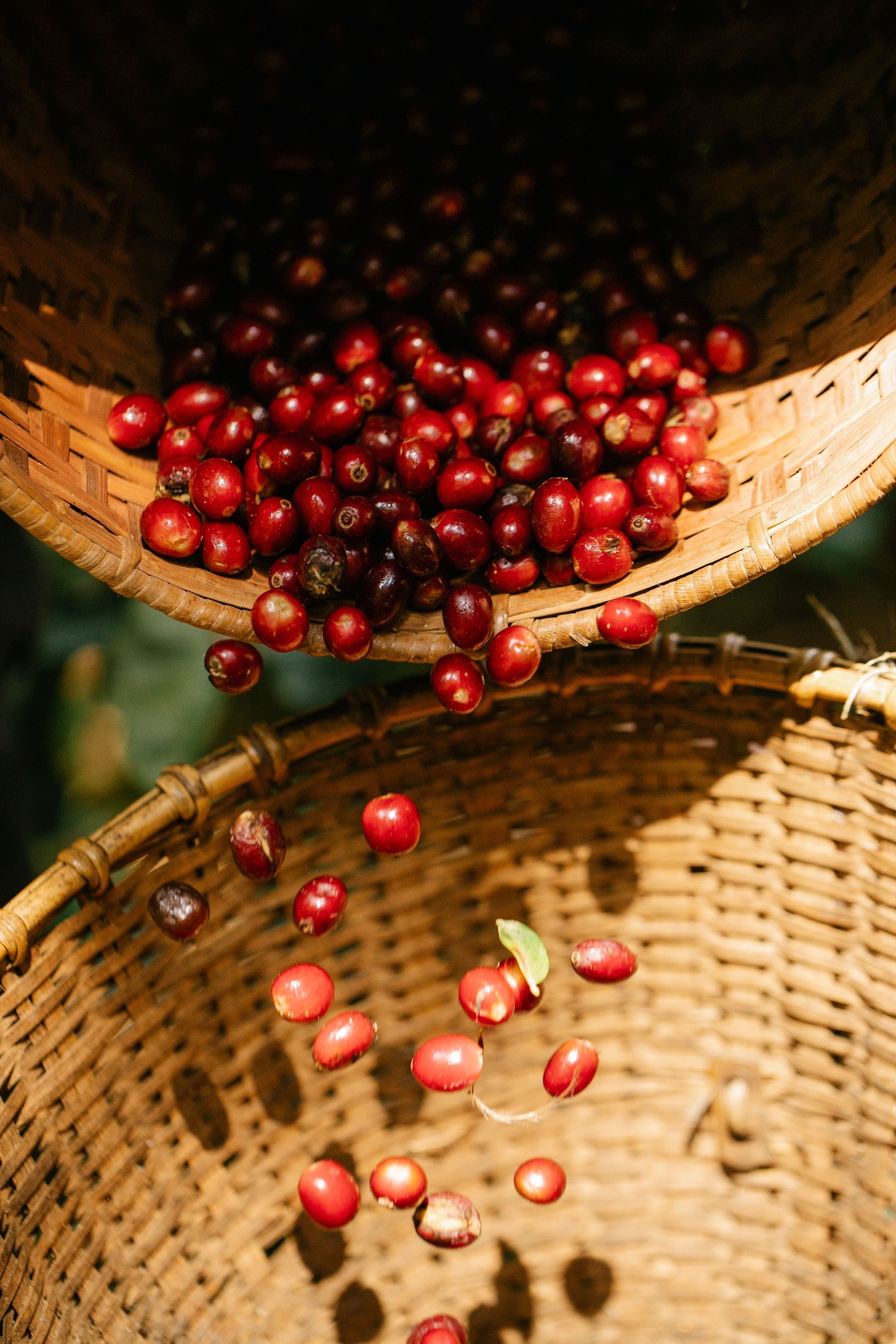 Cerezas de café en origen