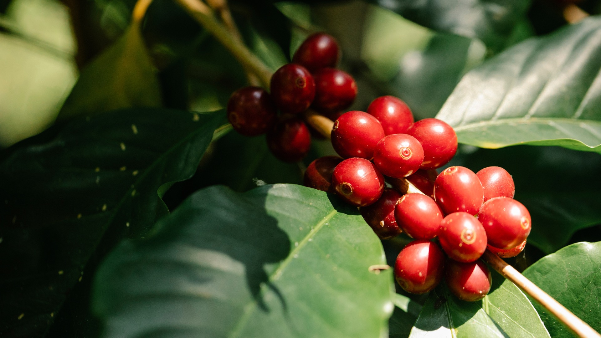 Café de Honduras en origen